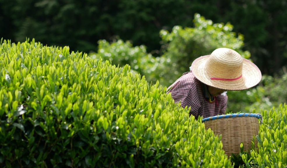 Shizuoka, Japan’s biggest producer of green tea, set to celebrate